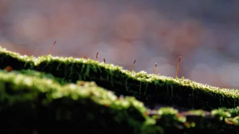 Springtime in the forest. Moss blooming in the forest in spring. Stock Footage 303638292