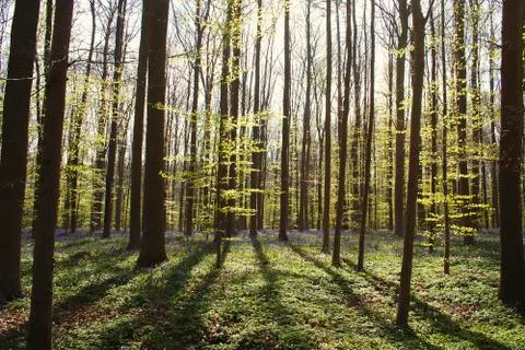 Springtime in the forest Foto stock