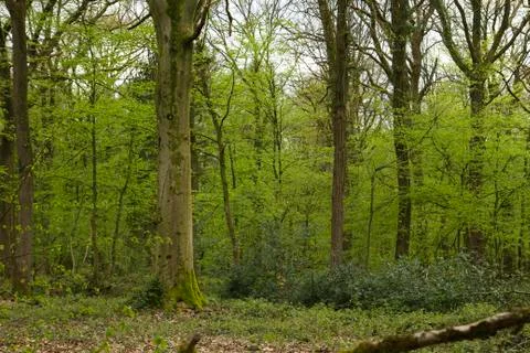 Springtime forest Foto stock