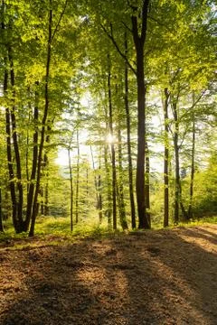 Springtime forest with setting sun shining through Stock Photos