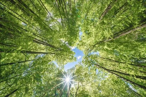 Springtime forest with setting sun shining through leaves and branches. Nat.. Stock Photos