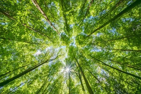 Springtime forest with setting sun shining through leaves and branches. Natur Stock Photos