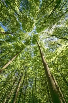 Springtime forest with setting sun shining through leaves and branches. Natur Stock Photos