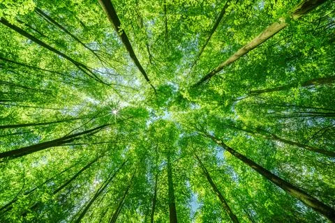 Springtime forest with setting sun shining through leaves and branches. Nat.. Stock Photos