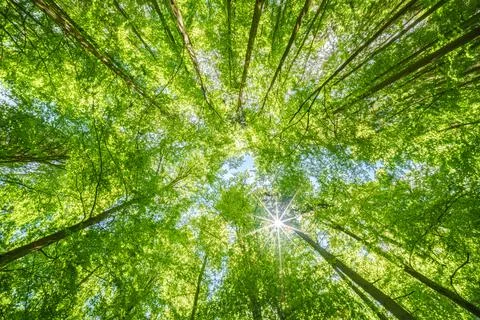 Springtime forest with setting sun shining through leaves and branches. Natur Stock Photos