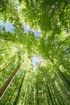Springtime forest with setting sun shining through leaves and branches. Natur Stock Photos