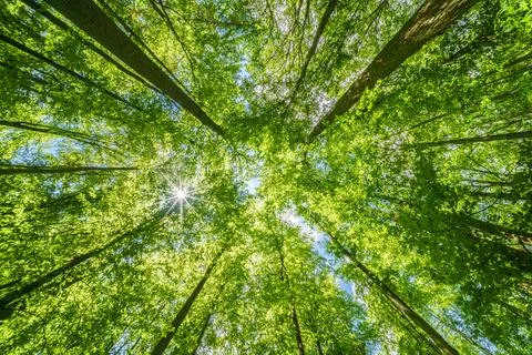 Springtime forest with setting sun shining through leaves and branches. Natur Stock Photos