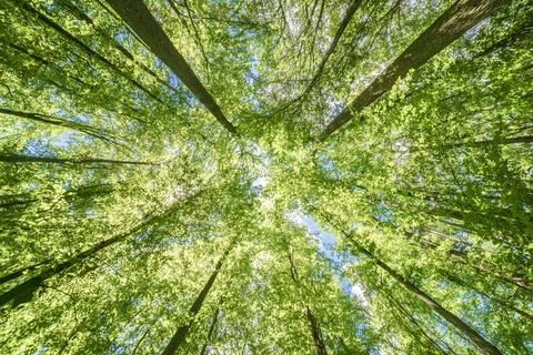 Springtime forest with setting sun shining through leaves and branches. Natur Stock Photos