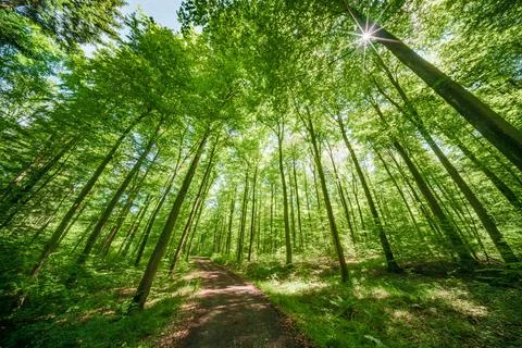 Springtime forest with setting sun shining through leaves and branches. Natur Stock Photos