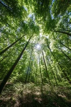 Springtime forest with setting sun shining through leaves and branches. Nat.. Stock Photos