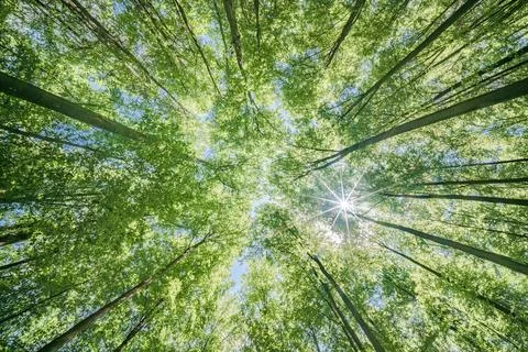 Springtime forest with setting sun shining through leaves and branches. Natur Stock Photos
