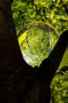 Springtime forest with setting sun shining through leaves and branches. Natur Stock Photos