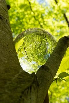 Springtime forest with setting sun shining through leaves and branches. Natur Foto stock