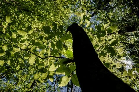 Springtime forest with setting sun shining through leaves and branches. Natur Stock Photos