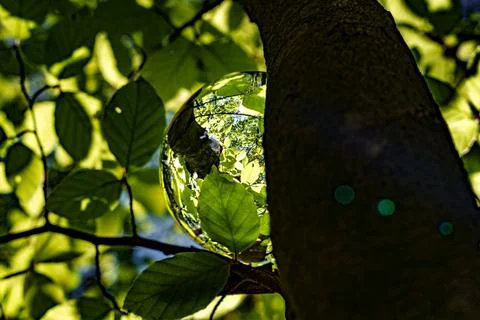 Springtime forest with setting sun shining through leaves and branches. Natur Stock Photos