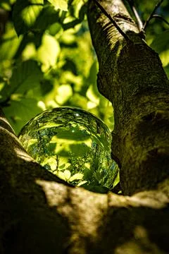 Springtime forest with setting sun shining through leaves and branches. Natur Stock Photos
