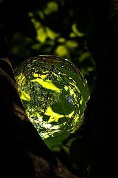 Springtime forest with setting sun shining through leaves and branches. Natur Foto stock