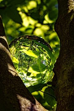 Springtime forest with setting sun shining through leaves and branches. Natur Stock Photos