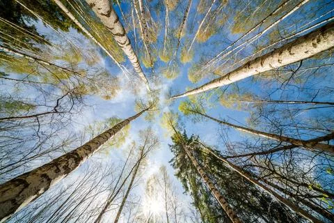 Springtime forest with setting sun shining through leaves and branches. Natur Stock Photos