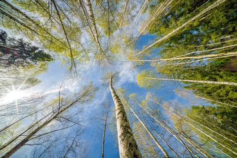 Springtime forest with setting sun shining through leaves and branches. Natur Stock Photos