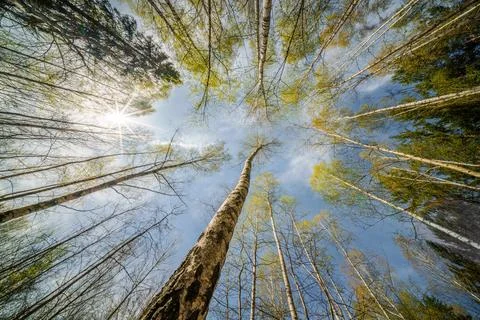 Springtime forest with setting sun shining through leaves and branches. Natur Foto stock