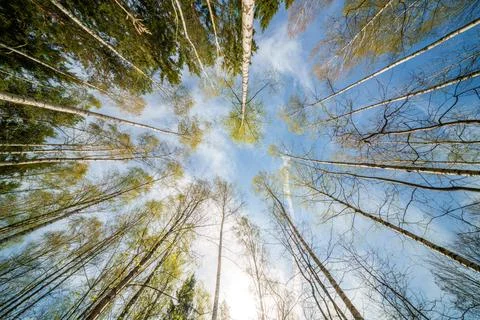 Springtime forest with setting sun shining through leaves and branches. Nat.. Stock Photos