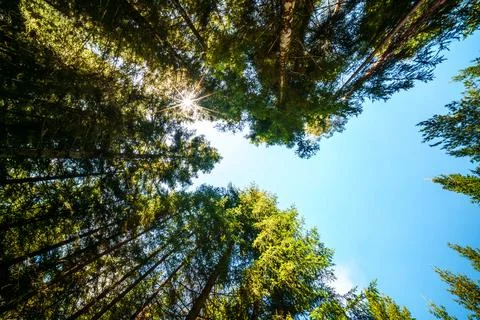 Springtime forest with setting sun shining through leaves and branches. Natur Stock Photos