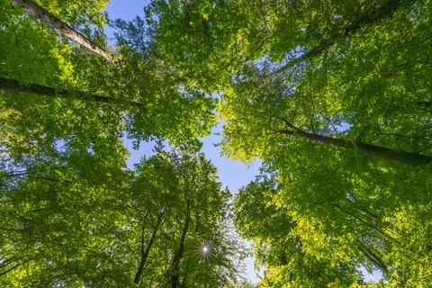 Springtime forest with setting sun shining through leaves and branches. Natur Foto stock