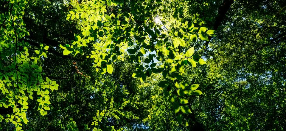 Springtime forest with setting sun shining through leaves and branches. Natur Stock Photos