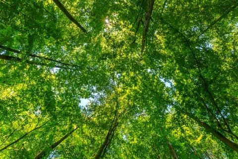 Springtime forest with setting sun shining through leaves and branches. Natur Stock Photos