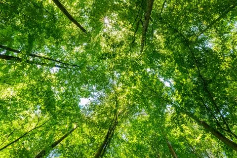Springtime forest with setting sun shining through leaves and branches. Natur Stock Photos