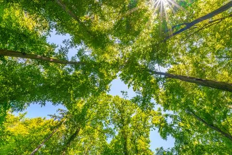 Springtime forest with setting sun shining through leaves and branches. Natur Stock Photos