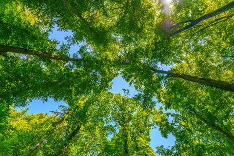 Springtime forest with setting sun shining through leaves and branches. Natur Foto stock