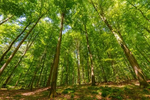 Springtime forest with setting sun shining through leaves and branches. Nat.. Stock Photos