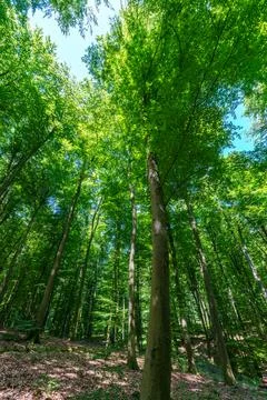 Springtime forest with setting sun shining through leaves and branches. Nat.. Stock Photos