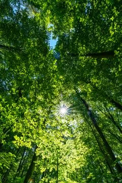 Springtime forest with setting sun shining through leaves and branches. Nat.. Stock Photos