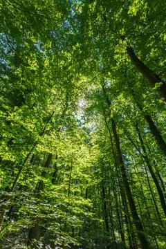 Springtime forest with setting sun shining through leaves and branches. Nat.. Foto stock
