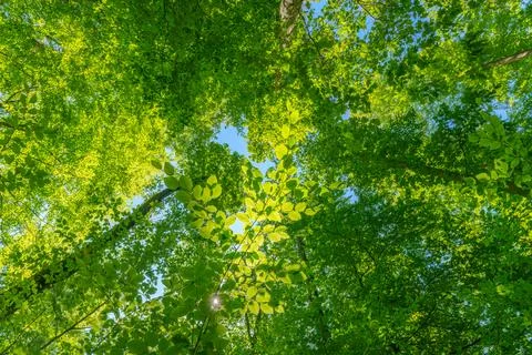 Springtime forest with setting sun shining through leaves and branches. Nat.. Stock Photos