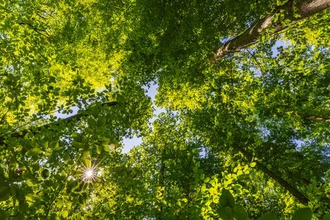 Springtime forest with setting sun shining through leaves and branches. Nat.. Foto stock