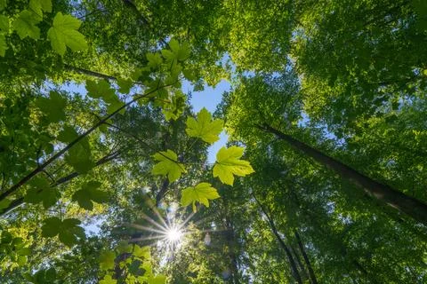 Springtime forest with setting sun shining through leaves and branches. Nat.. Stock Photos
