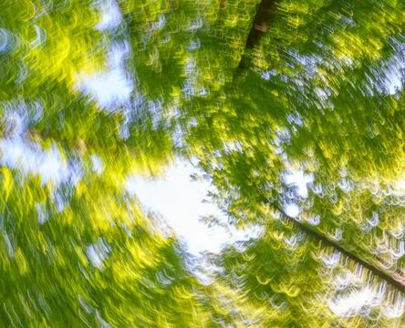 Springtime forest with setting sun shining through leaves and branches. Natur Foto stock