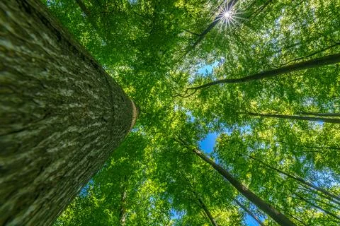 Springtime forest with setting sun shining through leaves and branches. Nat.. Stock Photos