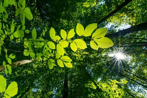 Springtime forest with setting sun shining through leaves and branches. Nat.. Stock Photos