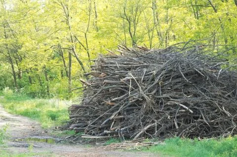 Springtime Forest Stacked Branches Stock Photos