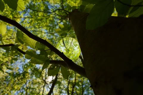 Springtime forest with sun shining through crystal lensball leaves and bran.. Stock Photos