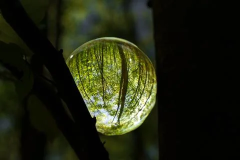 Springtime forest with sun shining through crystal lensball leaves and bran.. Stock Photos