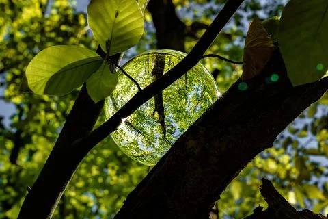 Springtime forest with sun shining through crystal lensball leaves and bran.. Stock Photos