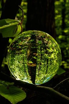Springtime forest with sun shining through crystal lensball leaves and bran.. Stock Photos