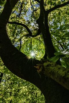 Springtime forest with sun shining through crystal lensball leaves and bran.. Stock Photos