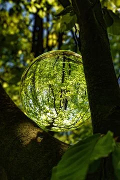 Springtime forest with sun shining through crystal lensball leaves and bran.. Stock Photos